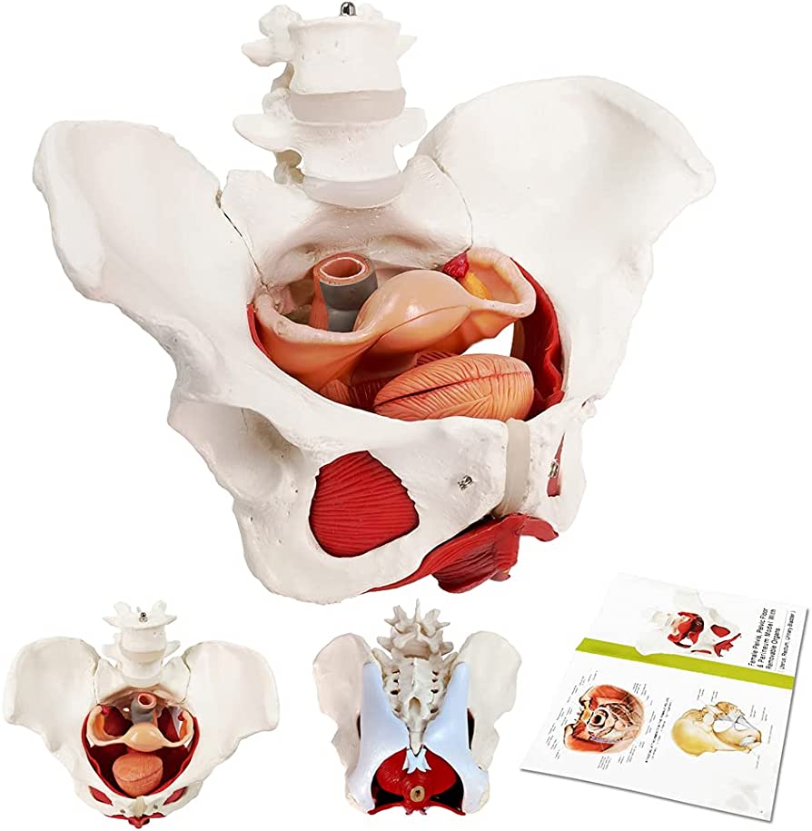 Anatomy Healing Centres